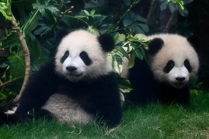 Giant panda twin cubs, "Elder Sister" and "Little Brother," play in the Hong Kong Ocean Park in Hong Kong, China, on March 26.
