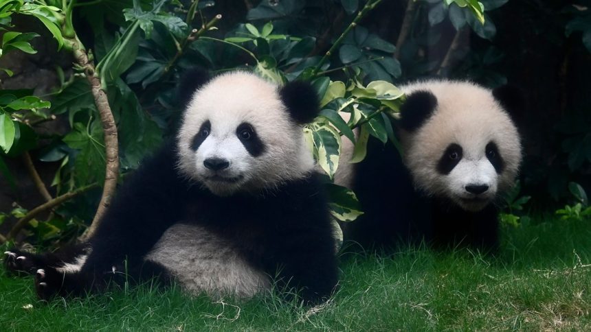 Giant panda twin cubs, "Elder Sister" and "Little Brother," play in the Hong Kong Ocean Park in Hong Kong, China, on March 26.