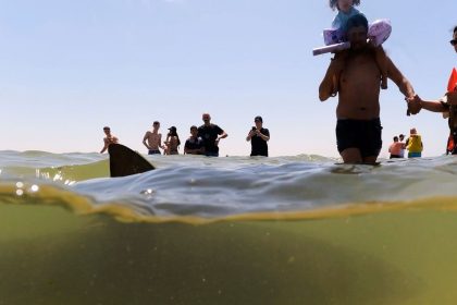 A shark swims past people in the sea off Hadera, Israel, on April 19, 2025.
