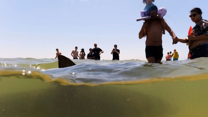 A shark swims past people in the sea off Hadera, Israel, on April 19, 2025.