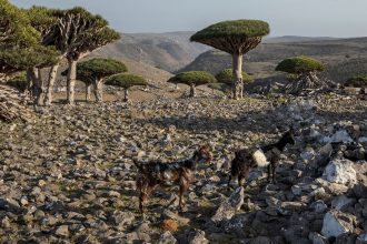 Goats roam amid dragon's blood trees on the Yemeni island of Socotra on September 18, 2024.