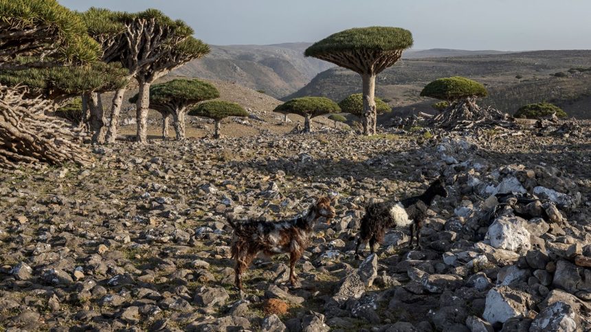 Goats roam amid dragon's blood trees on the Yemeni island of Socotra on September 18, 2024.