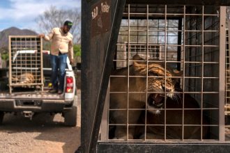 A lion waits to be taken away from the Ostok Sanctuary in Culiacan, Mexico, on May 20.