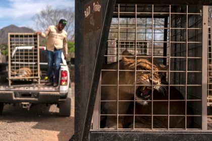 A lion waits to be taken away from the Ostok Sanctuary in Culiacan, Mexico, on May 20.