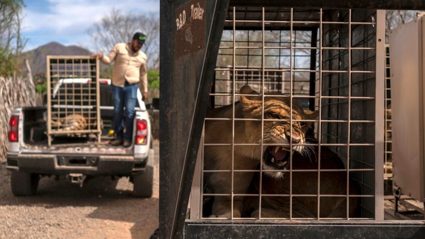A lion waits to be taken away from the Ostok Sanctuary in Culiacan, Mexico, on May 20.