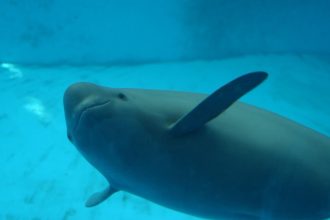 A Yangtze finless porpoise is seen at the Baiji Dolphinarium at the Institute of Hydrobiology, Chinese Academy of Sciences, in Wuhan, China.