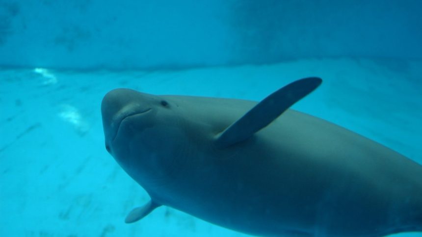 A Yangtze finless porpoise is seen at the Baiji Dolphinarium at the Institute of Hydrobiology, Chinese Academy of Sciences, in Wuhan, China.