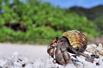 A Hermit crab in Japan.