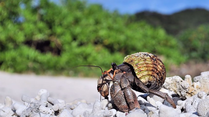 A Hermit crab in Japan.