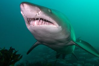 A photo of a grey nurse shark taken by scuba diver Sarah Han-de-Beaux near Bondi Beach in 2021.