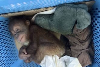 Police in Thailand arrested a man suspected of selling two baby orangutans in Bangkok, Thailand.