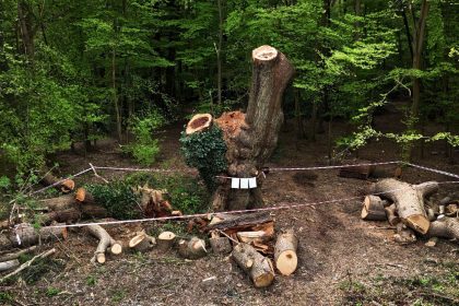 A centuries-old oak tree in Enfield, London, was cut down earlier this month.