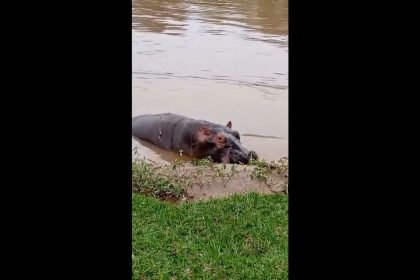 This screengrab taken from a video shows a hippo near the bank of the Ishasha River in eastern DRC's Virunga National Park.