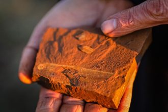 A paleontologist holds fossilized evidence of the newly identified fish species, Ferruaspis brocksi, found in New South Wales, Australia.