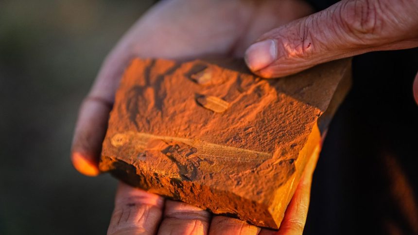 A paleontologist holds fossilized evidence of the newly identified fish species, Ferruaspis brocksi, found in New South Wales, Australia.