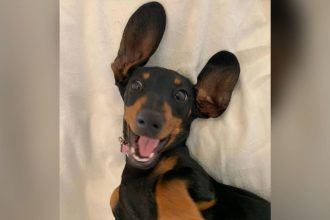 Valerie, the lost miniature dachshund, seen in happier times, before she went missing on Kangaroo Island.