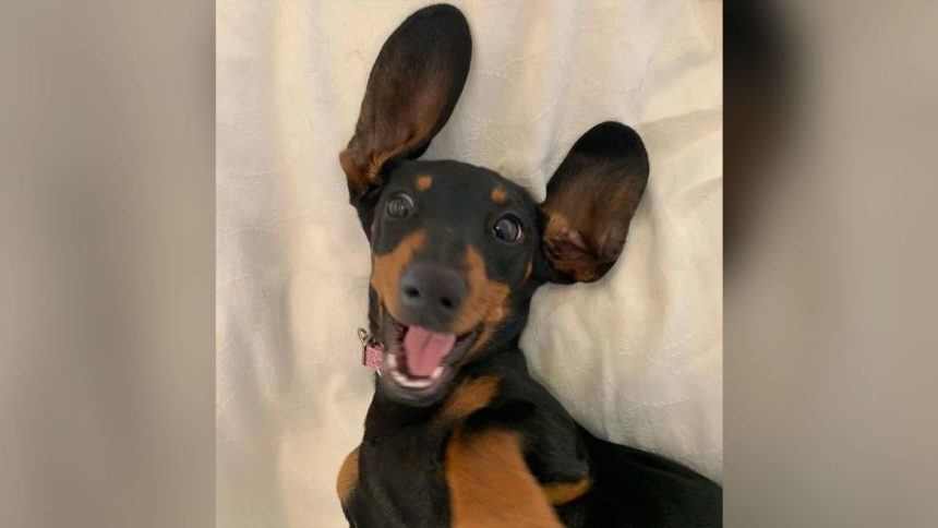 Valerie, the lost miniature dachshund, seen in happier times, before she went missing on Kangaroo Island.