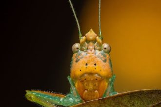 Dara Ojo is a photographer whose work shows extreme close-ups of all manner of small, but perfectly formed, creatures. This katydid was photographed in Costa Rica. He told CNN the antennae remind him of church domes. Look through the gallery to see more of his work.