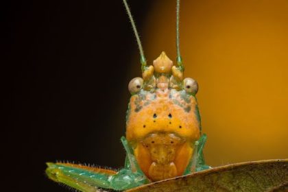 Dara Ojo is a photographer whose work shows extreme close-ups of all manner of small, but perfectly formed, creatures. This katydid was photographed in Costa Rica. He told CNN the antennae remind him of church domes. Look through the gallery to see more of his work.