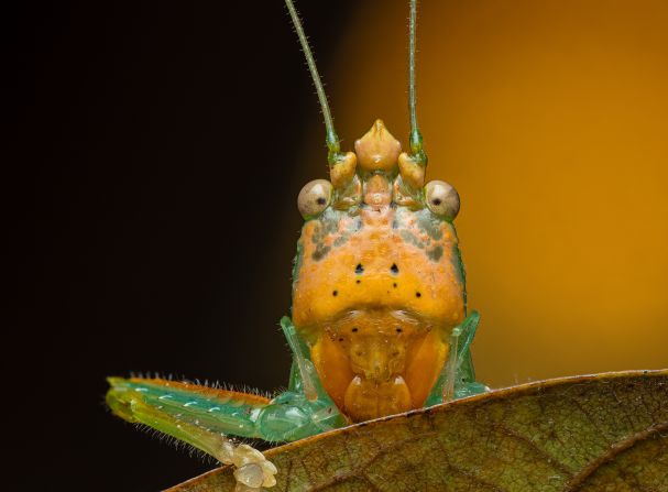 Dara Ojo is a photographer whose work shows extreme close-ups of all manner of small, but perfectly formed, creatures. This katydid was photographed in Costa Rica. He told CNN the antennae remind him of church domes. Look through the gallery to see more of his work.