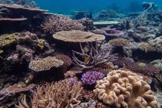 This is what a healthy coral reef looks like: colorful, varied, and full of life. But in recent years, the Great Barrier Reef — the largest living structure on the planet — has been hit by a series of mass bleaching events, turning some areas white and leaving the corals at risk of dying.
