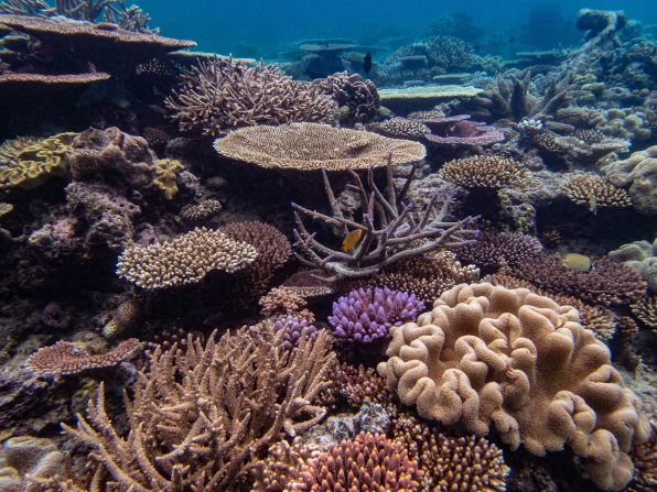 This is what a healthy coral reef looks like: colorful, varied, and full of life. But in recent years, the Great Barrier Reef — the largest living structure on the planet — has been hit by a series of mass bleaching events, turning some areas white and leaving the corals at risk of dying.