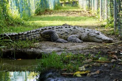 The American crocodile (Crocodylus acutus) has long ruled the mangroves and coastal lagoons of Jamaica. But in recent years, its population has dwindled due to illegal hunting, habitat destruction and pollution.