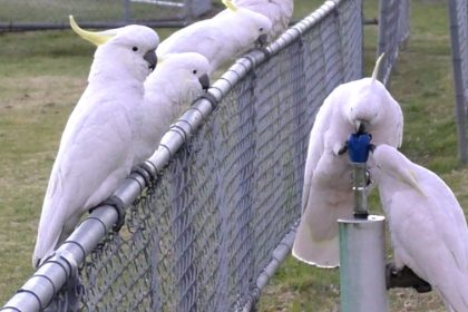 Sulphur-crested cockatoos drink water from a fountain in Sydney, Australia.