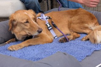Amber is a 5-year-old rescue dog.