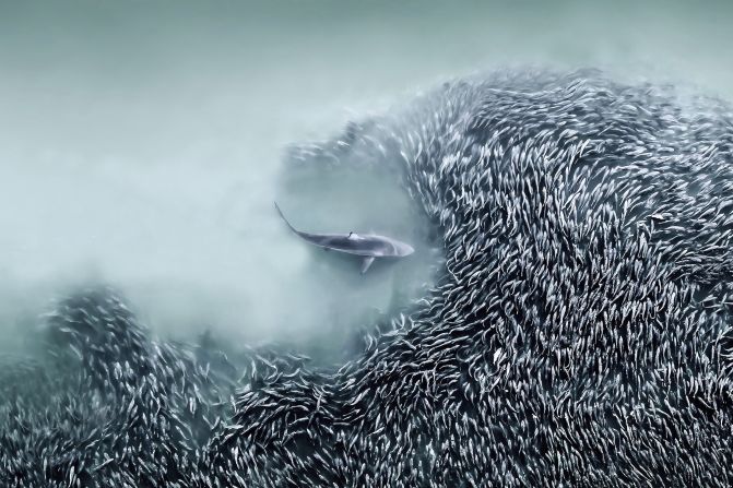 Joanna Steidle’s portfolio, which included this image of a spinner shark hunting a school of menhaden fish in the ocean off Southampton, New York, won the competition’s top prize.