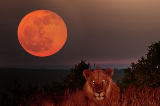 Shop Leo Season 2025_1024x759.jpg