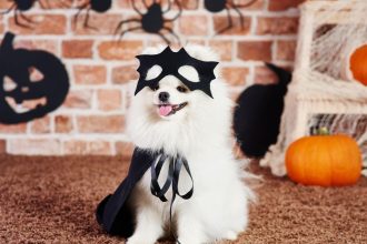 petcostumes hero image.jpg