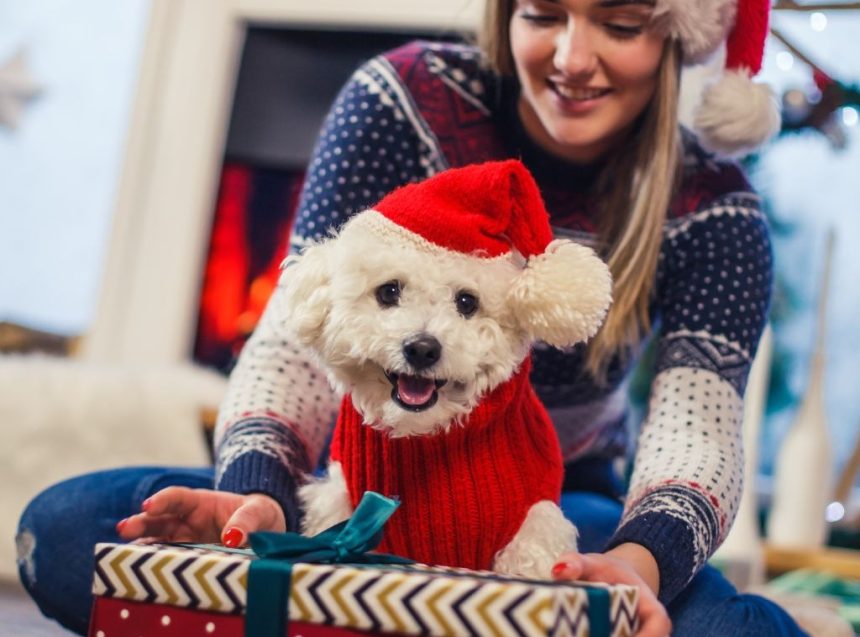 dogfits hero image.jpg